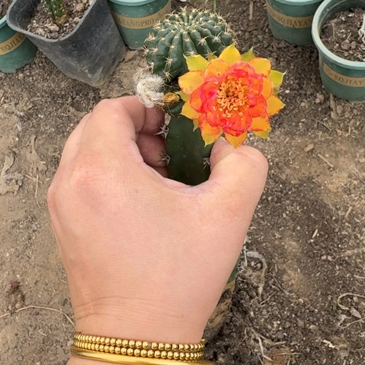 嫁接丽花掰花脱土发货斑287