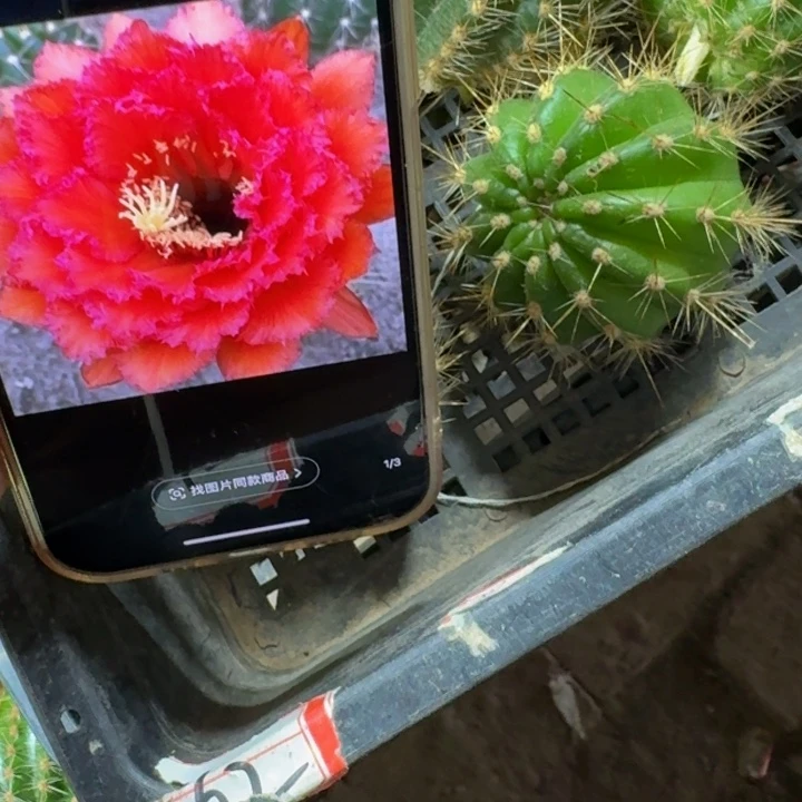 376毛花柱荣耀正无根侧牙5公分左右