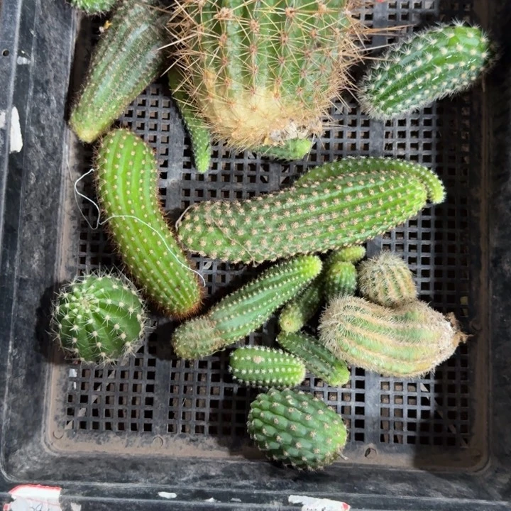 框拍无根侧牙不好无售后287