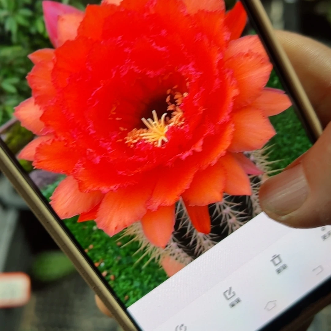 下67毛荣耀歪侧芽5公分左右20包邮