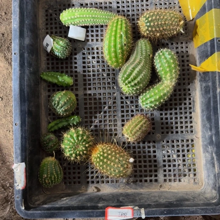 框拍无根侧牙不好无售后301