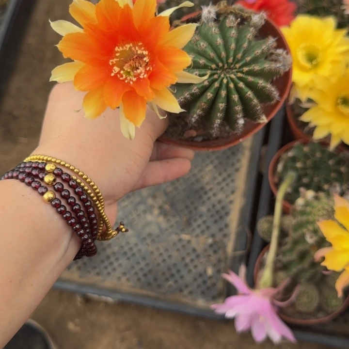 彩草斑脱盆脱土掰花发货掉侧牙无售后343