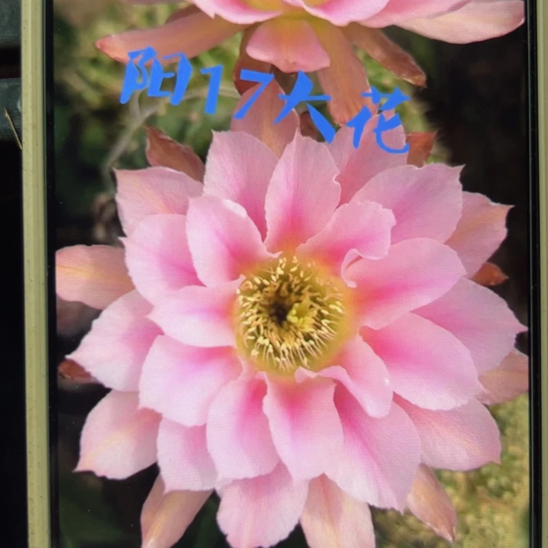 下22丽花阳17歪侧芽3公分左右20包邮