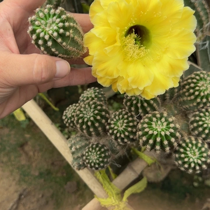 280彩草精灵歪无根侧牙4公分左右