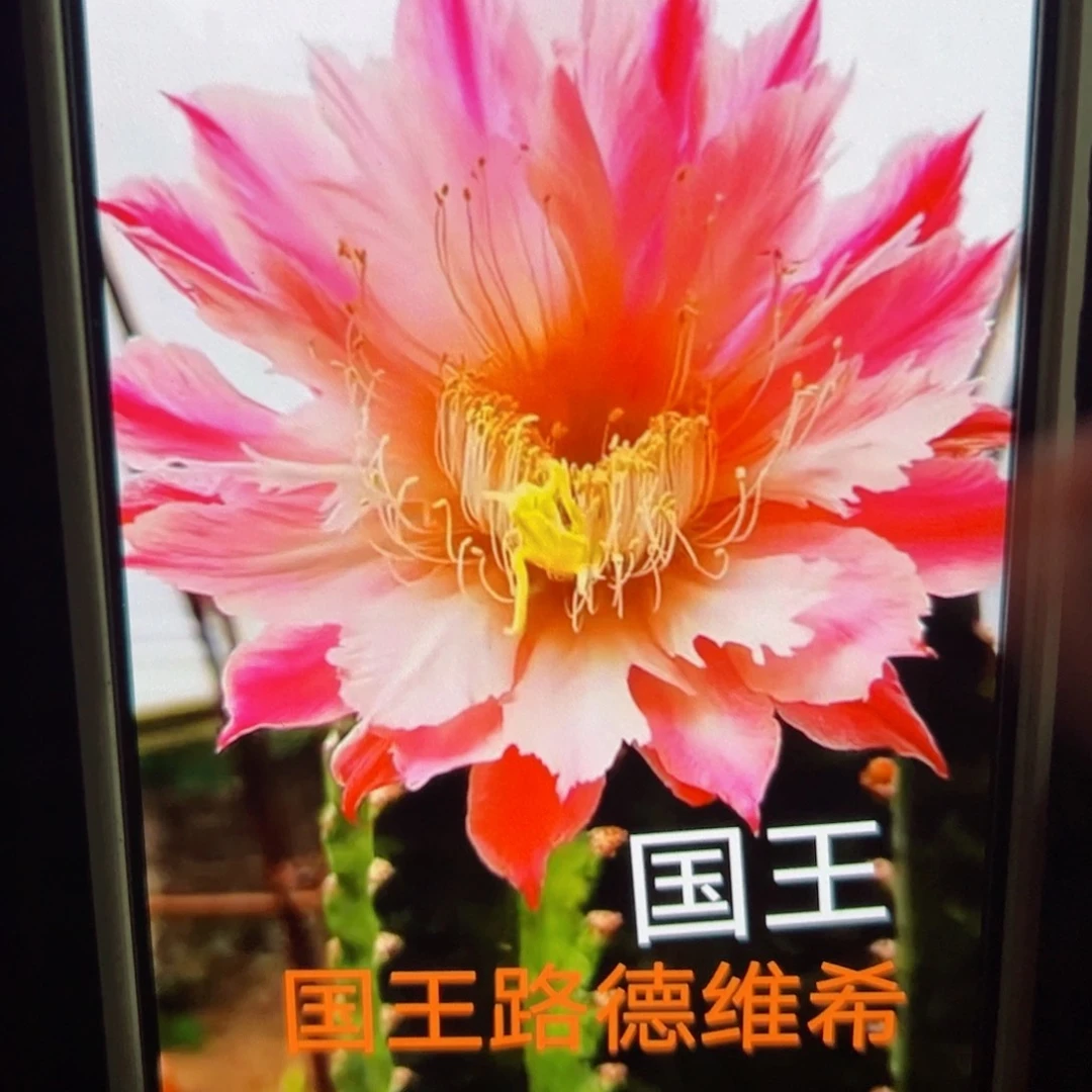 下40毛国王侧芽4公分左右20包邮