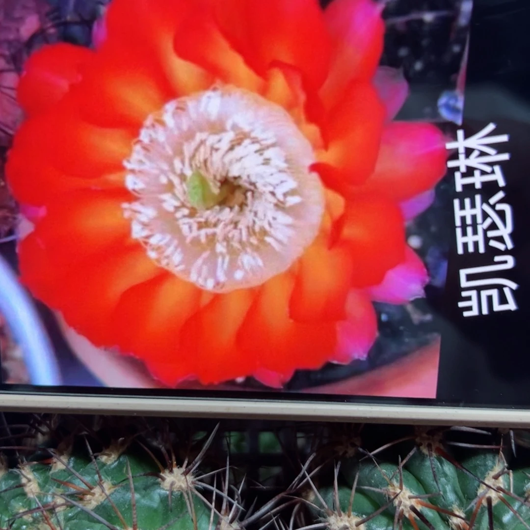 下43丽花凯瑟琳侧芽4公分左右20包邮