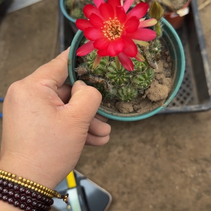 丽花软小脱盆脱土掰花发货359