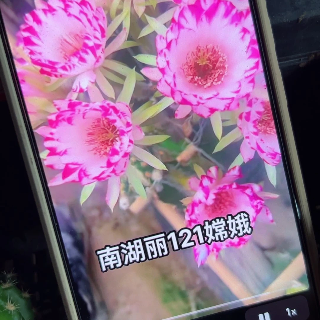 下67丽花嫦娥歪2公分左右20包邮