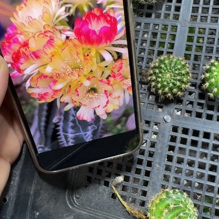 272丽花荷花bir歪无根侧牙3公分左右