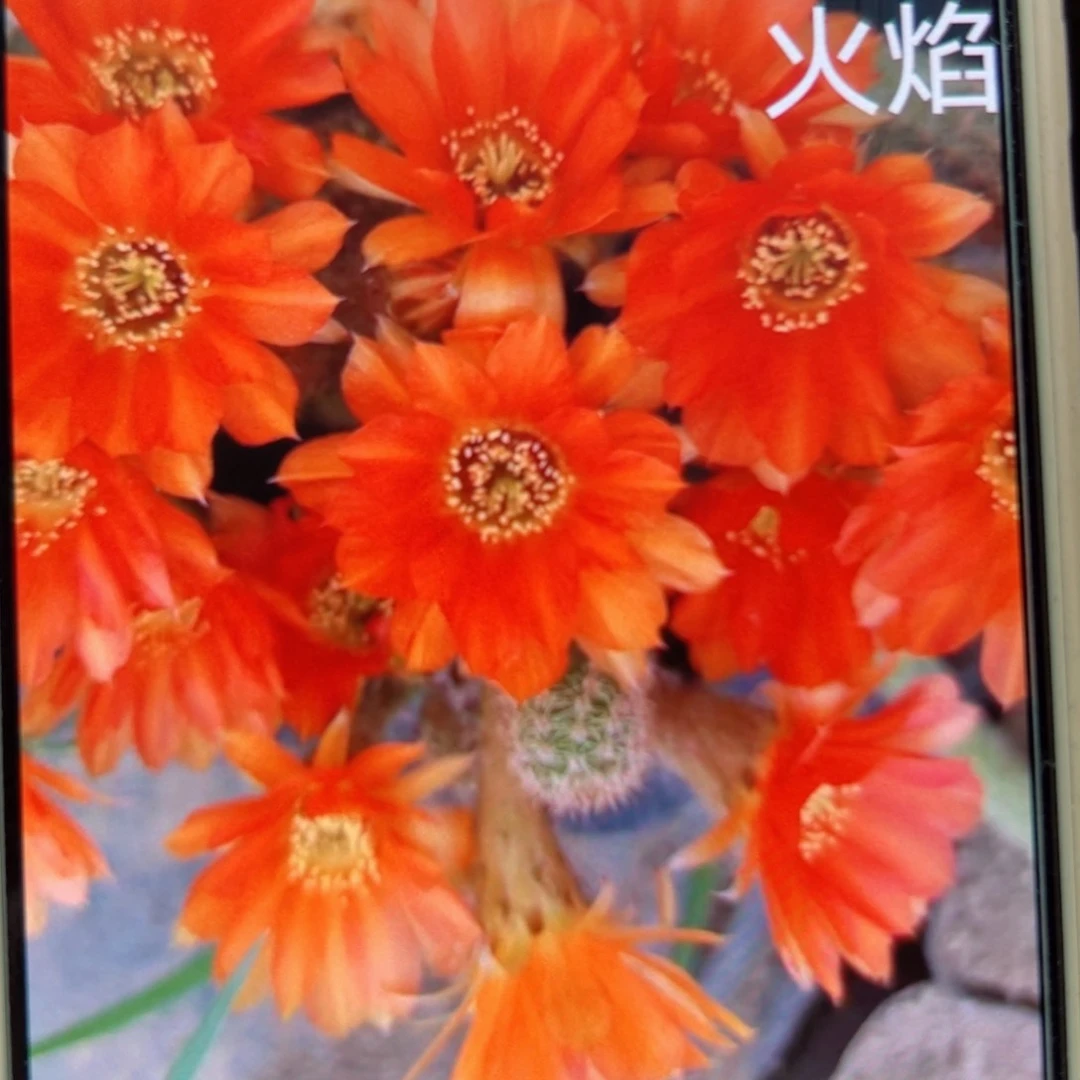 下12白檀火焰小侧芽5个20包邮