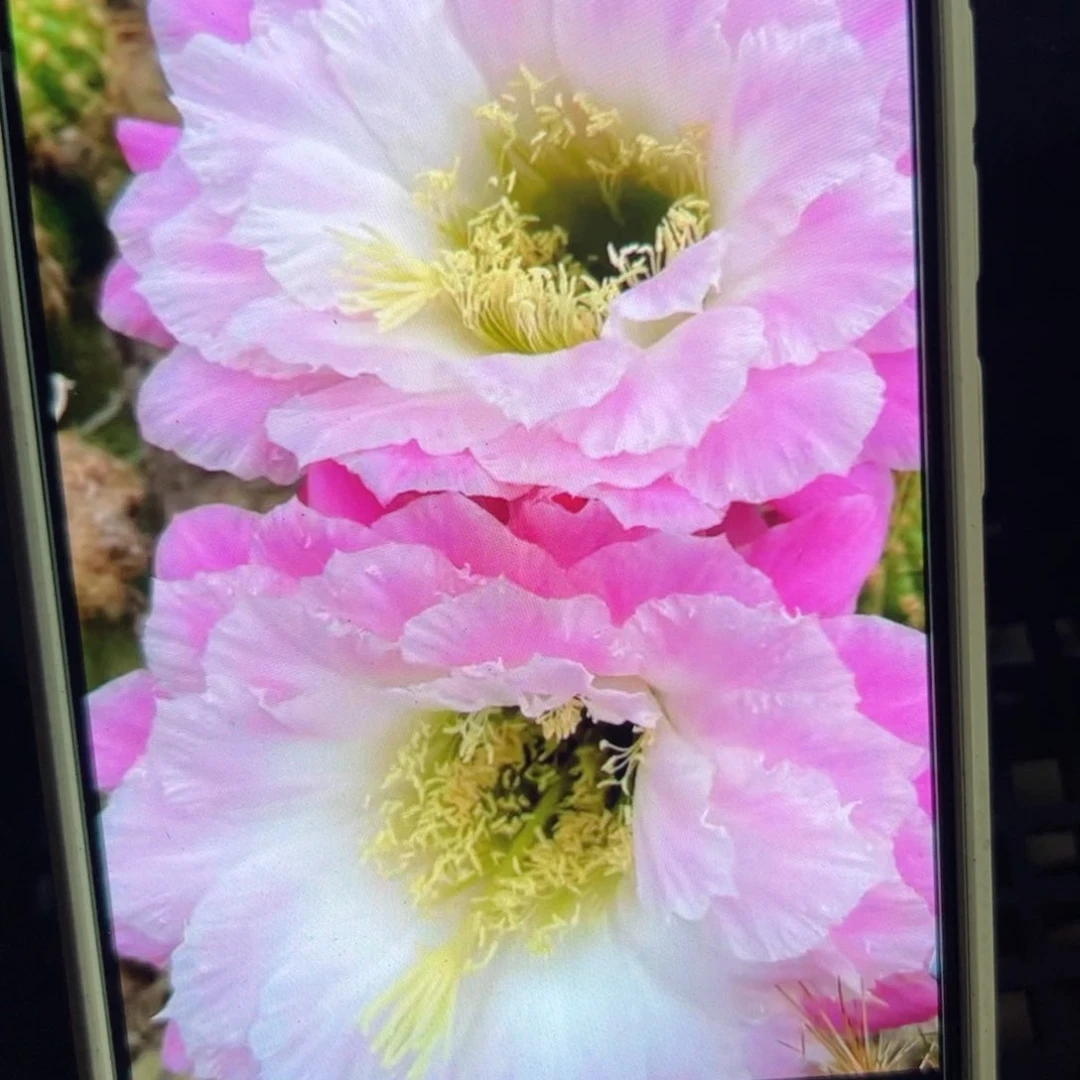 下105毛芙蓉歪侧芽4公分左右20包邮