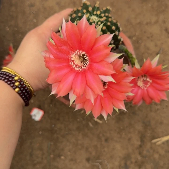 彩草斑脱盆脱土掰花发货掉侧牙无售后273