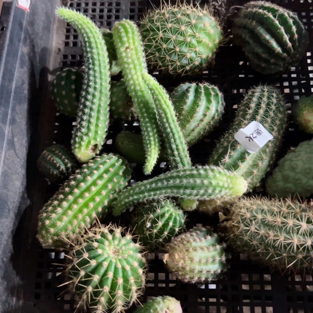 下98框拍侧芽歪班小不好无售后
