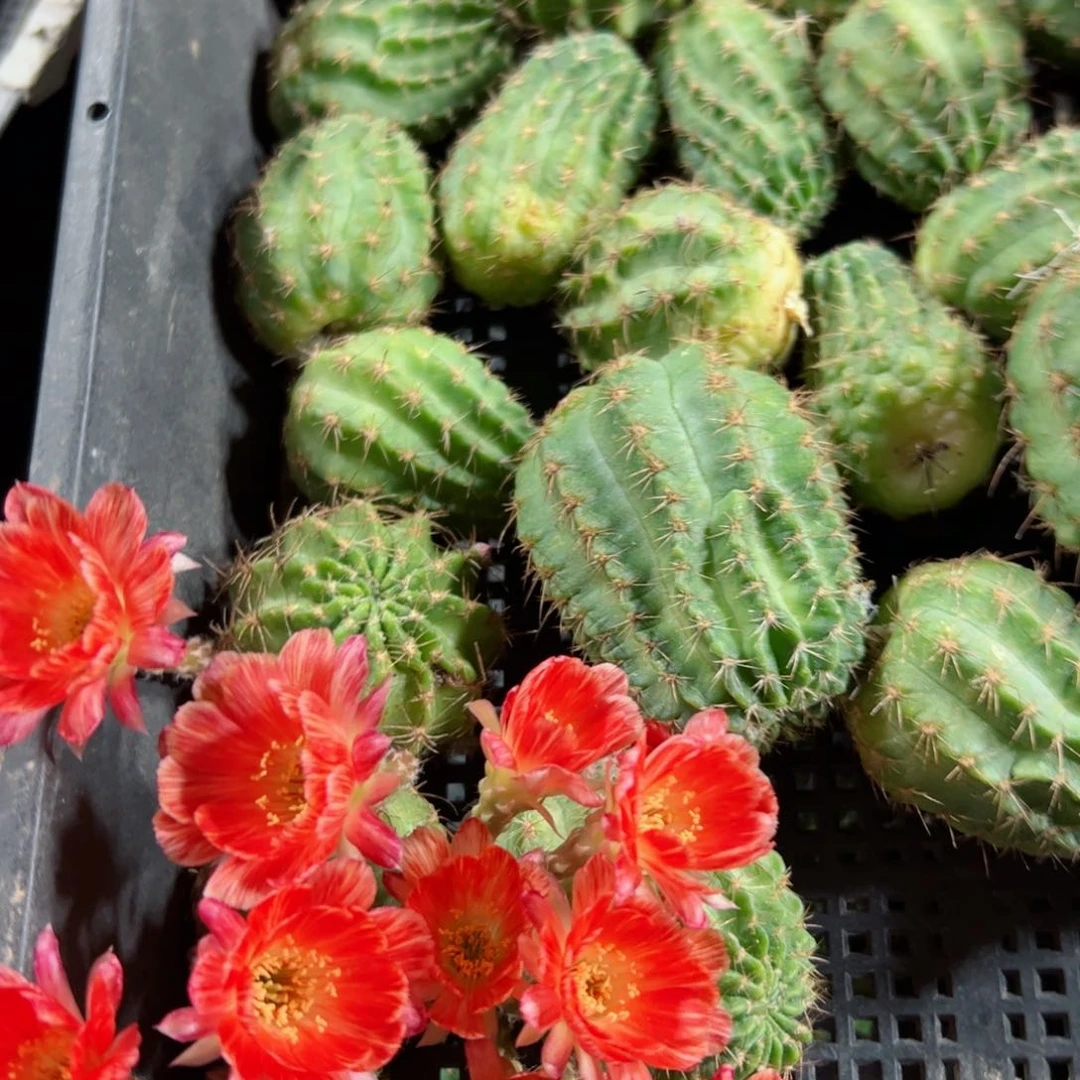 下36丽花红龙歪侧芽3公分左右20包邮