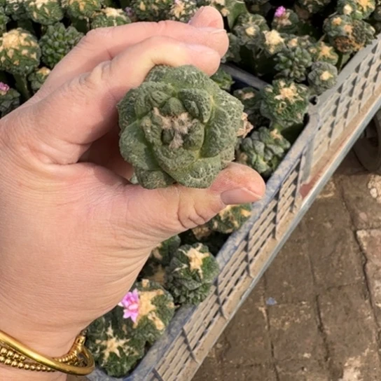 三角嫁接牡丹修根发货237