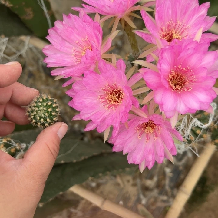 230丽花嫦娥歪无根侧牙2公分左右