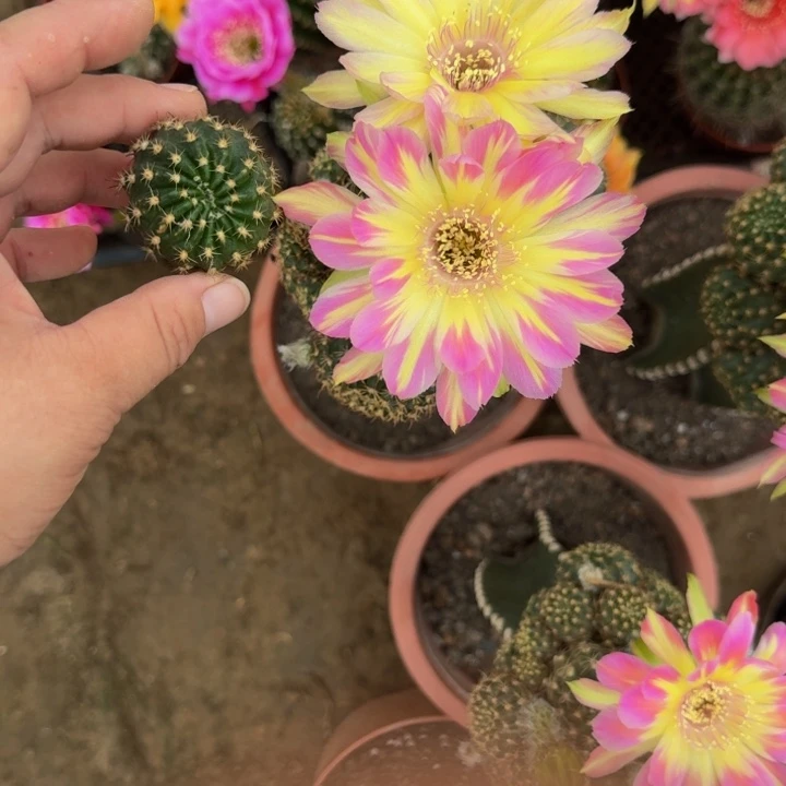 200丽花汤姆歪无根侧牙3公分左右,20包邮