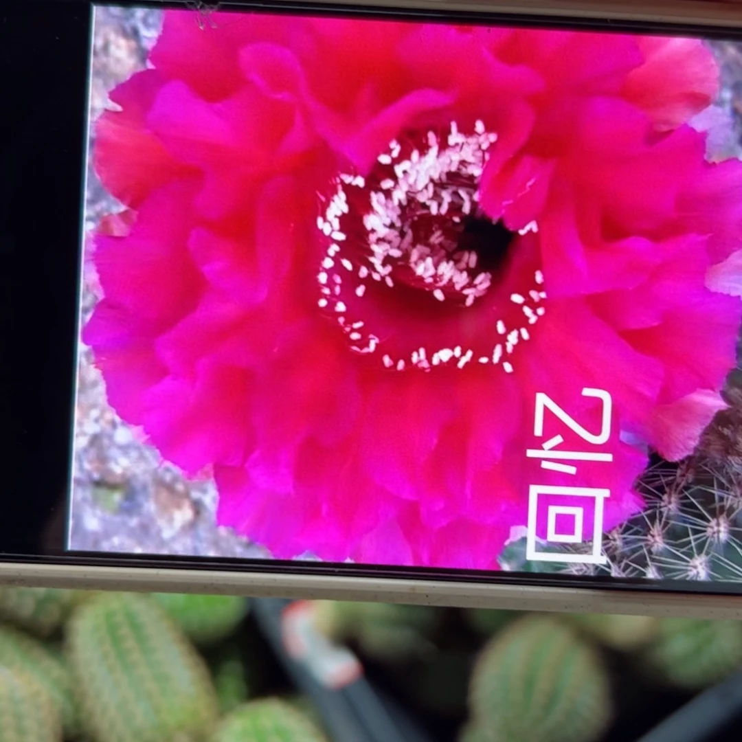 下6彩草回忆歪侧芽4公分左右20包邮