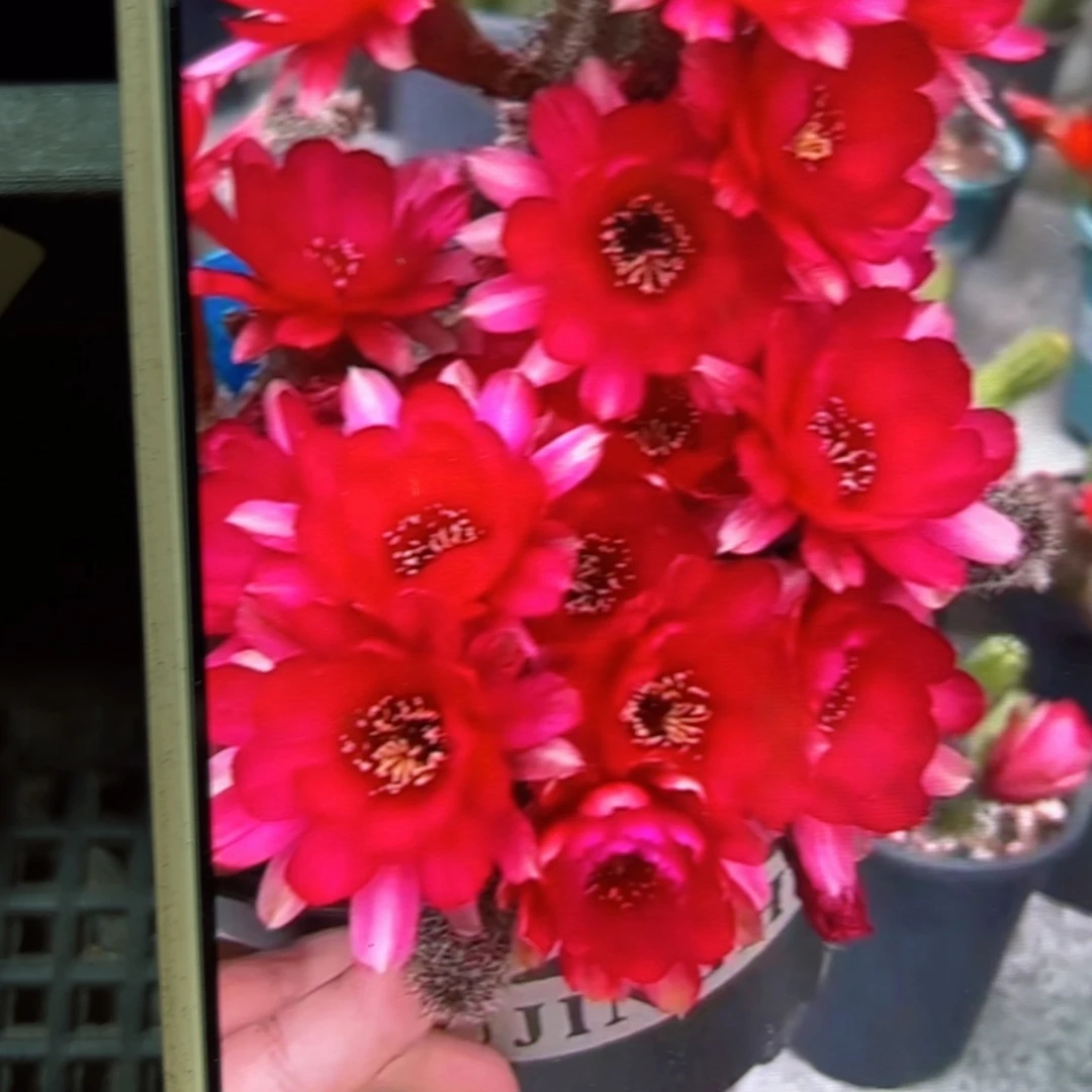 下25白檀害羞小侧芽5个20包邮
