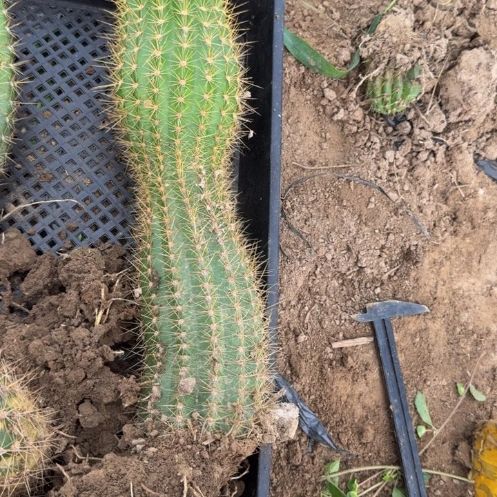 新品种毛花柱根伤脱土发货256