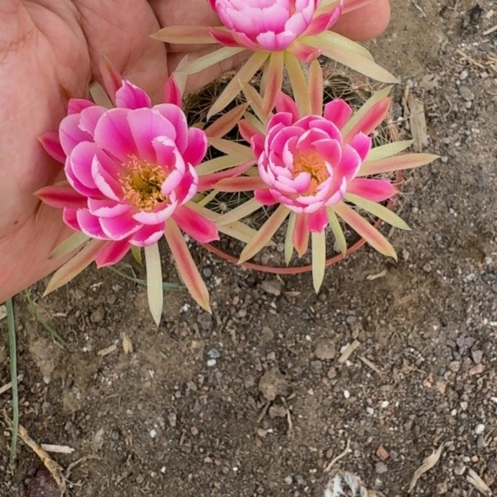 仙人球338脱盆脱土掰花发货伤