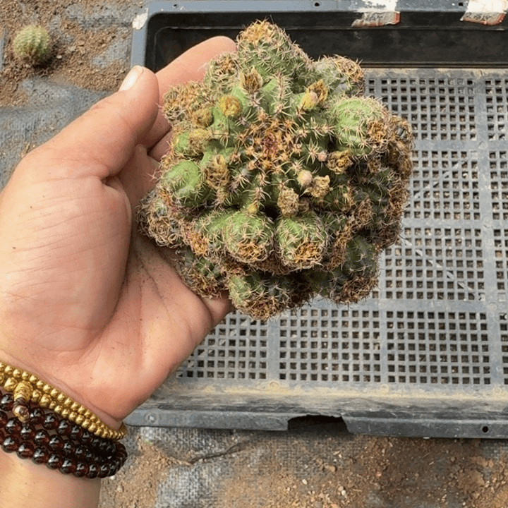 丽花脱土发货掉侧牙无售后软小350