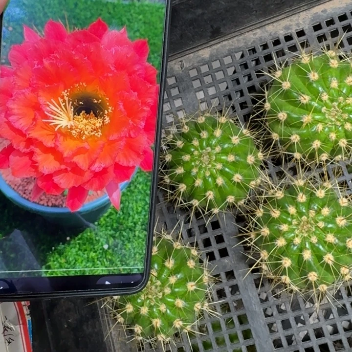 仙人球216毛花柱五花牛歪无根侧牙