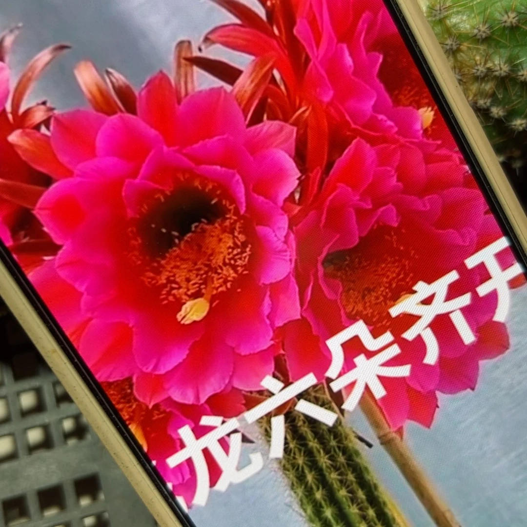 下24毛飞龙侧芽5公分左右20包邮