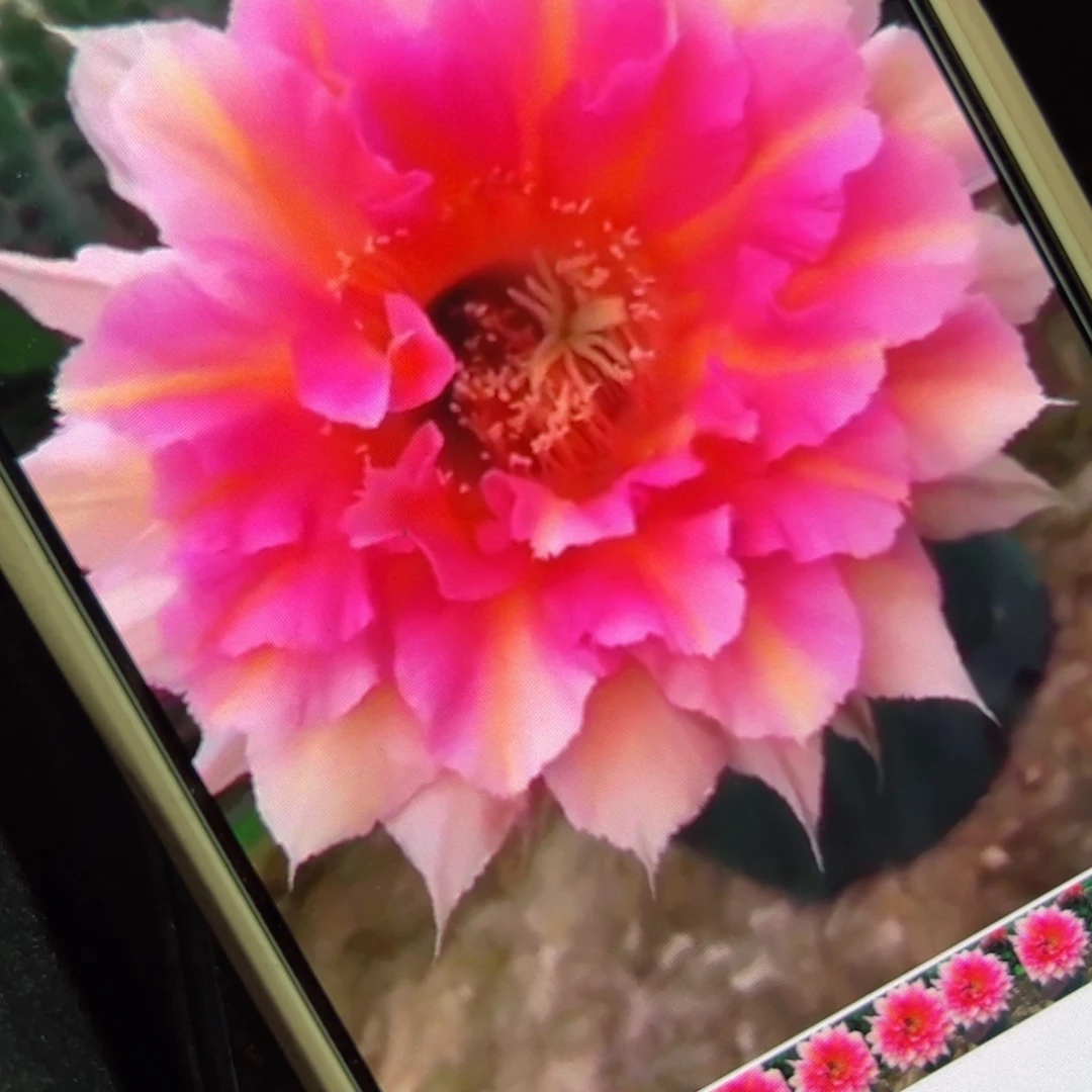 下29彩草仙6歪侧芽4公分左右20包邮