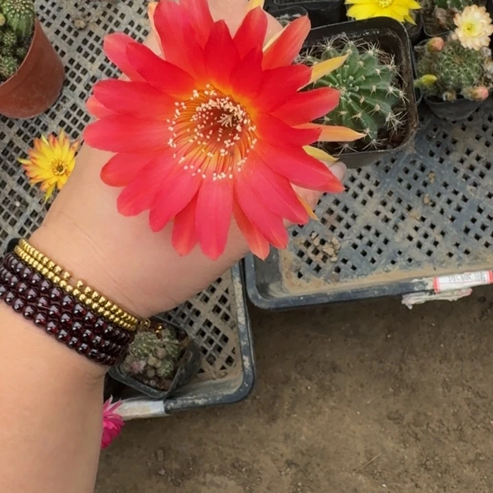 丽花软小脱盆脱土发货350