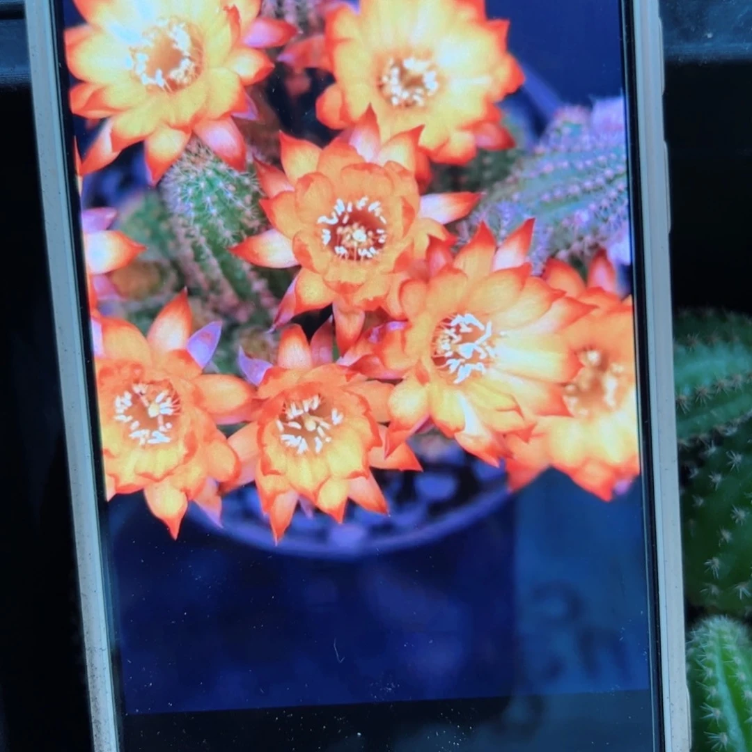 下37白檀阳光之吻小侧芽5个20包邮