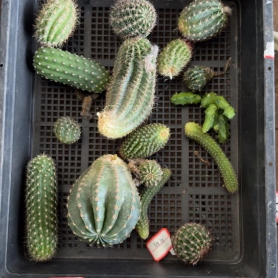 框拍无根侧牙不好小歪无售后222