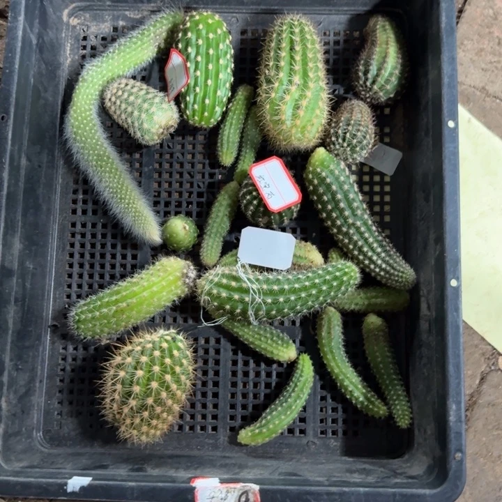 框拍无根侧牙不好无售后298