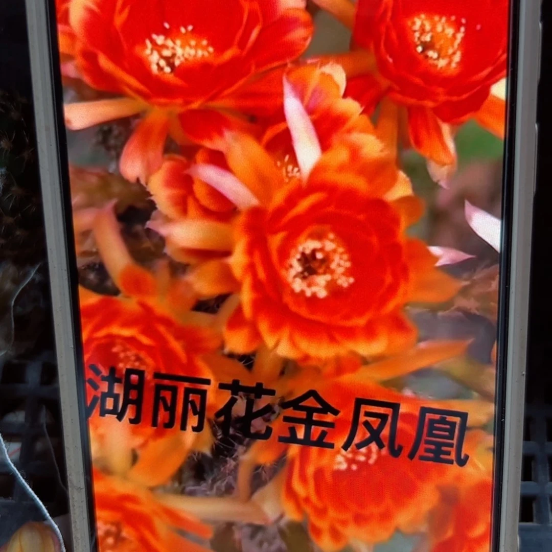 下38丽花金凤凰歪侧芽3公分左右20包邮