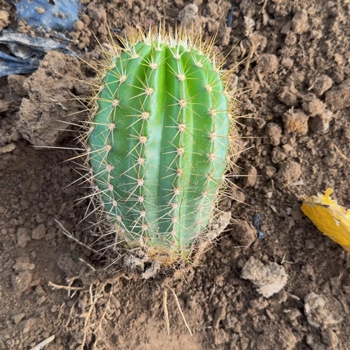 新品种毛花柱根斑，脱土发货265