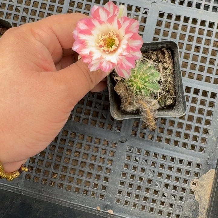 仙人球桃妖根不好扎伤小405