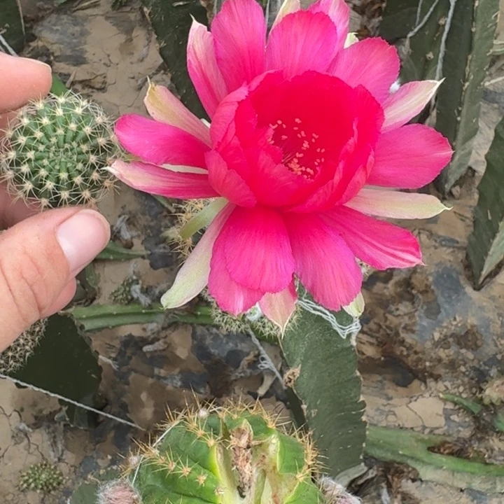 新品种丽花歪无根侧牙3公分左右272