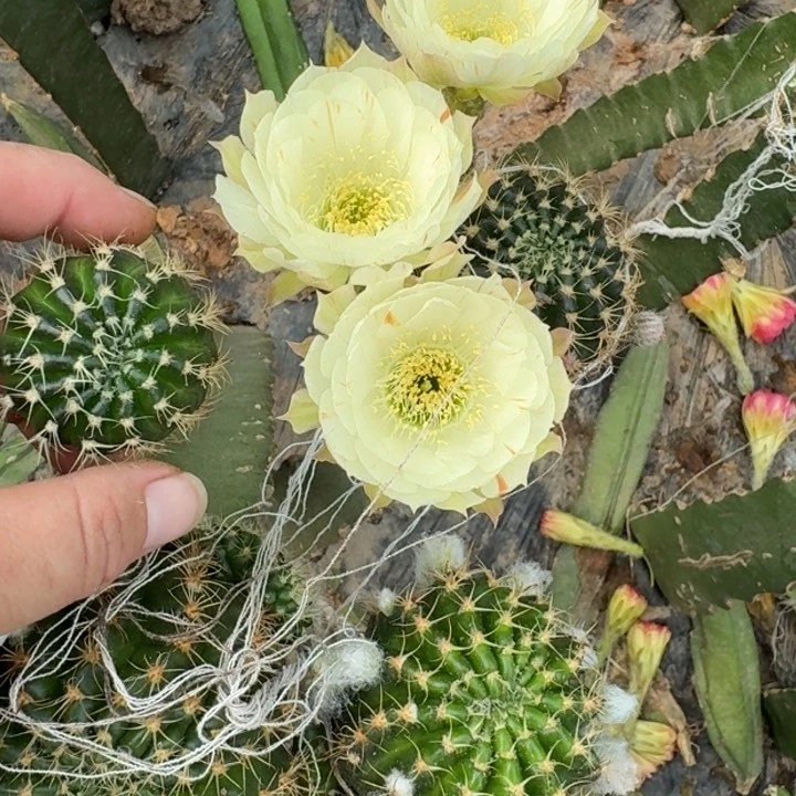 新品荷花歪无根侧牙2到3公分236