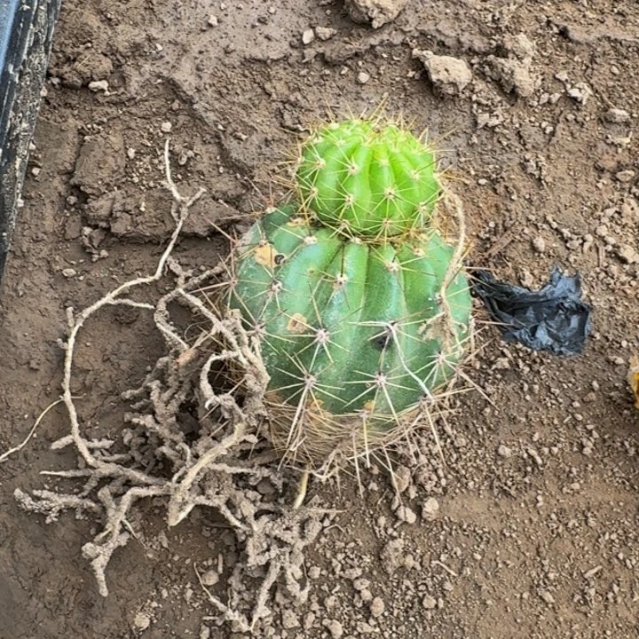 新品种毛花柱根伤脱土发货223