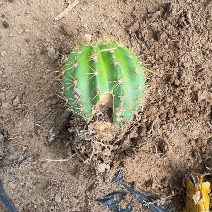 新品种毛花柱根伤脱土发货289