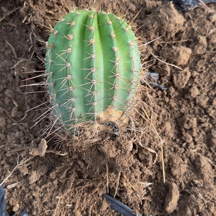 新品种毛花柱根斑，脱土发货272