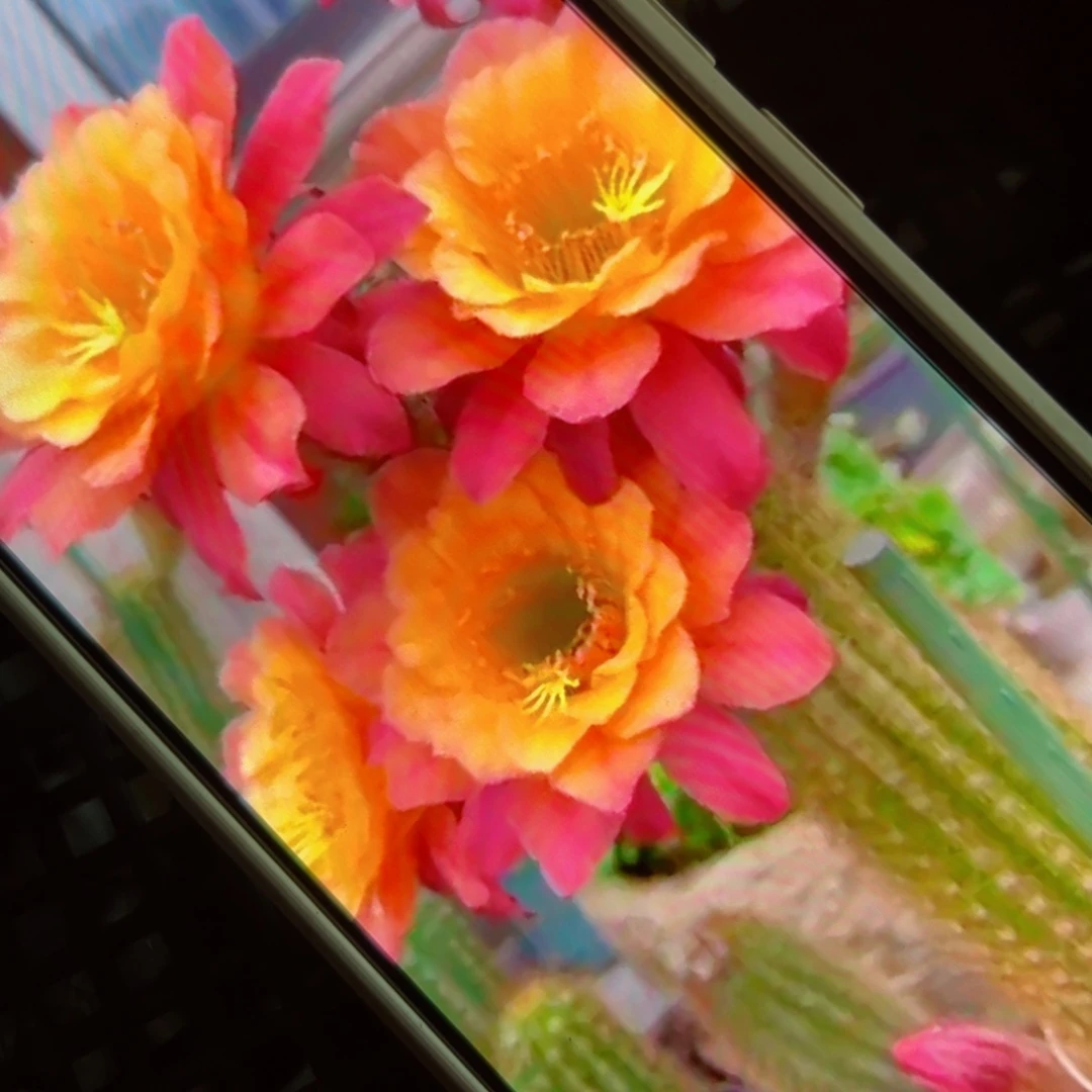 下86金妞时光侧芽5公分左右20包邮