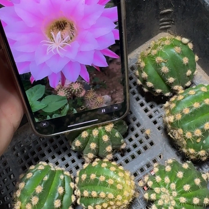 379毛花柱诺尔斯无根侧牙5公分左右
