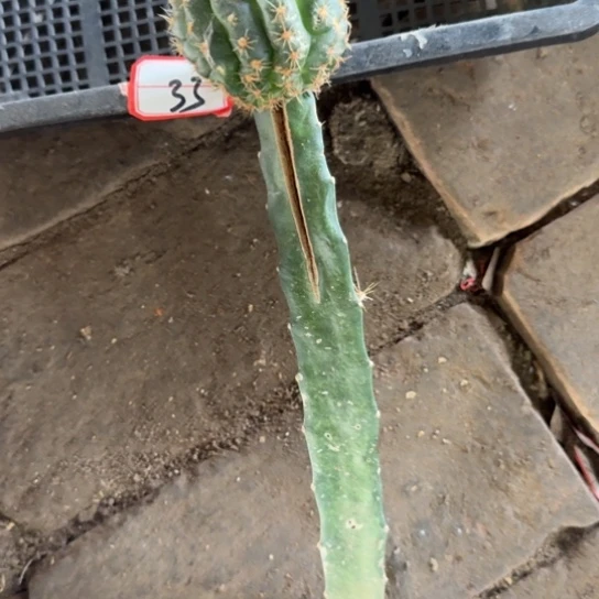 仙人球253嫁接丽花小苗不好