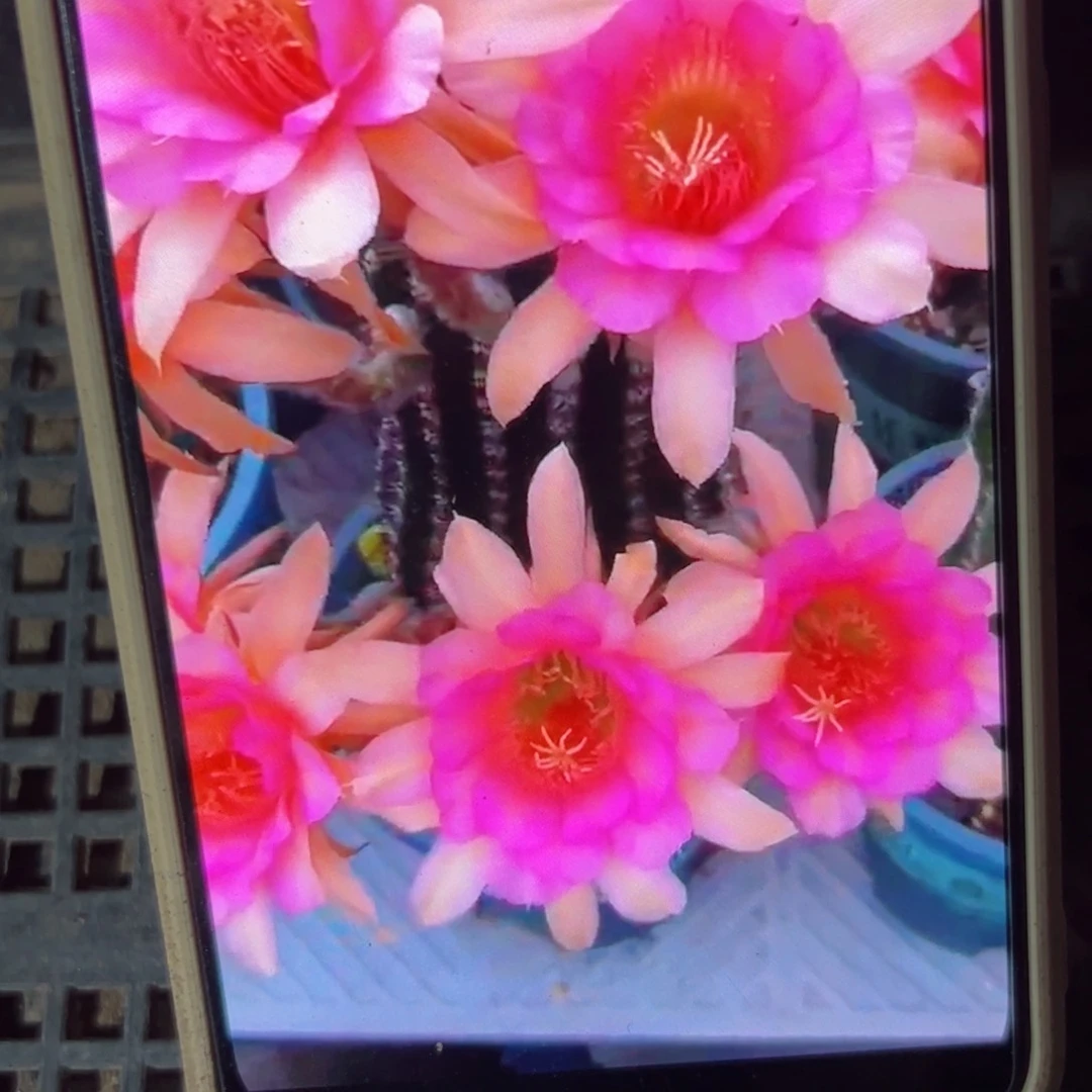 下97金妞荣荣宰侧芽10公分左右20包邮