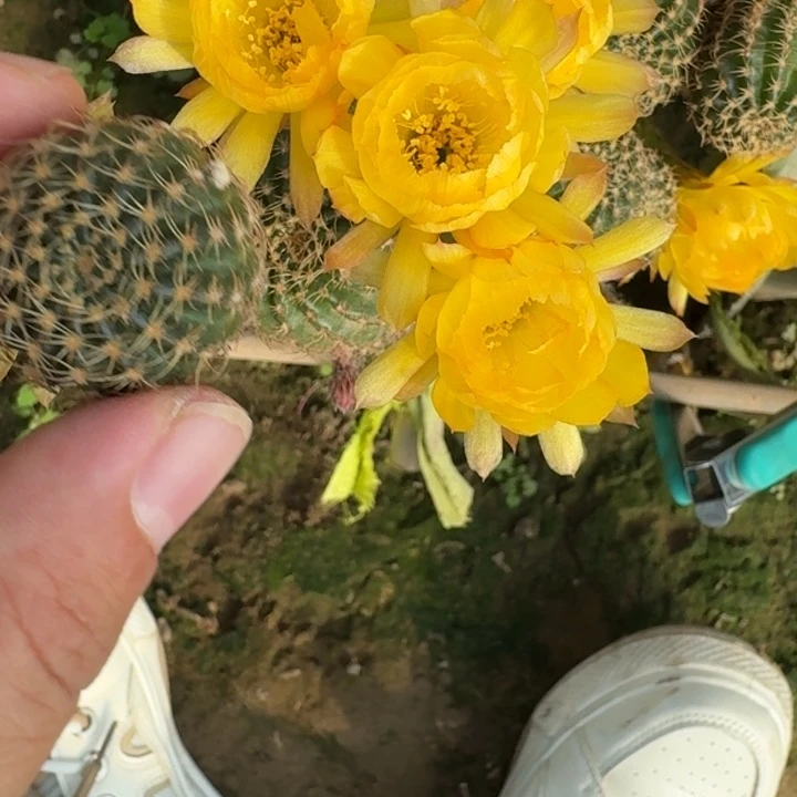 仙人球242丽花8歪小无根侧牙2-3公分左右