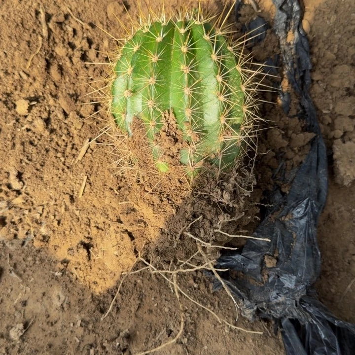 新品种毛花柱根斑脱土发货302