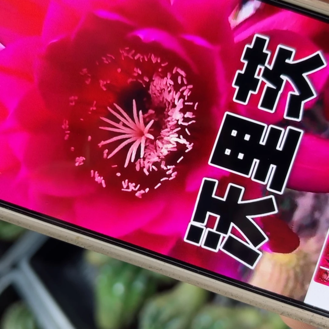下39毛沃里茨歪侧芽4公分左右20包邮