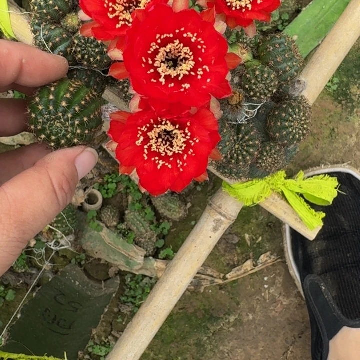 436丽花52歪无根侧牙3公分左右