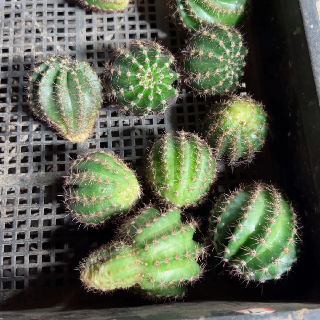 下53无名彩草歪侧芽4公分左右20包邮